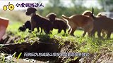 上千条狗狗尸体横尸街头，到底发生了什么得知原因令人心疼