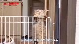 搞笑视频：以后上幼儿园 全靠二位大哥撑腰了