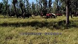 永定河畔竟然能看见一群马，无忧无虑的闲游，一般人没见过