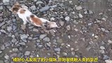 流浪残疾小猫咪被收留，救助后变成了这样，爱的力量太伟大了