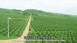 越南农民采收红心火龙果，流水线分拣出口世界