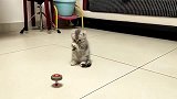 小奶猫：猛虎出山，都离我远点！