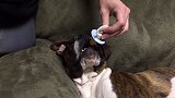 八个月大的拳师犬 非要奶嘴才肯睡觉