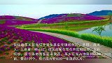 美丽安化——茶乡花海美景分享