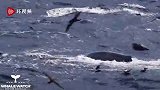 猎杀时刻！15米长蓝鲸误入繁殖区 惨遭75头虎鲸攻击分食