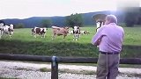 法国奶牛集体听爵士乐