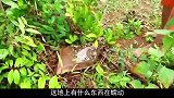 地里传出“凄厉惨叫”，男子揪起一看这是个啥
