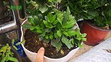 长寿花什么时候换盆比较合适？除了两个季节，其他季节不要乱操作