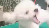 宠物美容师的难处，遇到凶恶小狗会怕