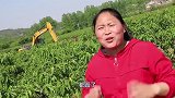 4斤羊肚2斤羊肉，胖妹土灶炖一锅，一口下去满嘴香，大口吃真香