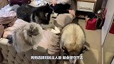 阿拉斯加初次见小宝宝，女主人让它摸，狗子的反应让人乐了！