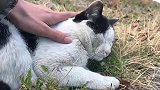 野外遇见一只流浪的大肥猫，找不到食物肚子很饿，好可怜