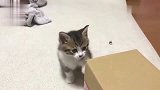 狸花猫：一起睡个觉也要我洗脸，真麻烦