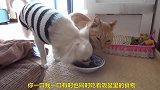 狗狗和猫咪两只宠物在一个饭盆里吃饭，太和谐了