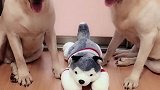 主人问赛文和老四谁偷吃火腿肠了，看它们什么反应，都忍住别笑