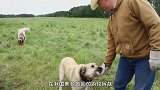 牧羊犬脖子上的“防狼项圈”，为何让狼群害怕至极？看完就懂了