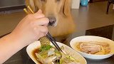 今天给你们看下救小金鱼的的夏天狗子吃不吃鱼肉