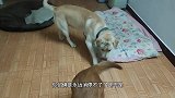 大半夜两只狗不睡觉疯狂打闹，逼铲屎官使杀手锏，打狗棍下出好狗
