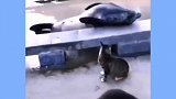 二哈确实不适合看大门，干不了