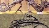 中国发现的2条“真龙”，一条被rb供奉寺庙中，一条已2亿多岁提神醒脑潮一夏  白云山何济公