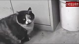 猫咪眼睁睁看着老鼠出来偷吃又跑回去，猫：我能怎么办啊！