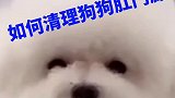 学会这一招，那就会解决狗狗很多困扰问题
