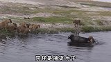 狮子野水牛连雌狮群都摆不定的野水牛，雄狮却单独将其捕获！