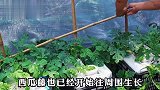 塑料筐+编织袋就能种出西瓜？在家简单组合一下，就自带堆肥系统