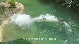 鳄鱼从水中一跃而起，吃绳子上的肉，镜头拍下精彩的一幕