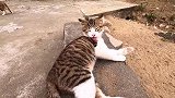 一只被收养的小流浪猫，它仍然保持小野性，真拿它没办法！