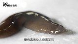 再生能力超强的神奇生物！四肢被切也能重新生长，人类能否实现