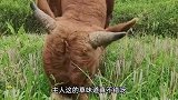 搞笑配音：打猎回来的猫咪路遇同类打劫，结果是我没预料到的