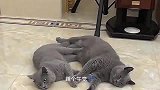 自从安装了摄像头，感觉猫咪天天在监视着我