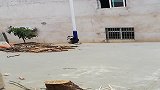 就这个损塞，回家一早追个鸡毛满天飞，哈士奇