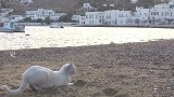猫咪捕猎专用姿势：屁股上翘，后腿用力，迅速出击！