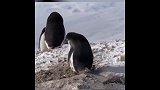 搞笑配音：企鹅破案