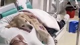 主人抱着狗狗陪它输液 ，网友：一定是善良温暖的人