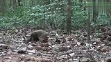 猴子树林里打架很凶猛