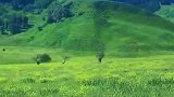 陪你一起看草原：那拉提河谷草原