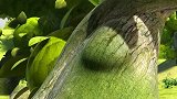 猪猪侠：野狼君进入丛林，抓到了神秘生物，要把它当宠物卖掉！
