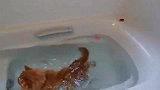 橘猫不小心掉浴缸里，橘猫：快来人，本喵不会游泳