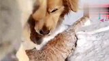 小猫在雪地中惨遭蹂躏，看那架势，小命不保了！