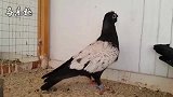 19种观赏鸽的视频合集，让你一次看个够
