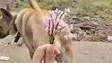 小姐姐拿着花向狗子表白的搞笑操作！