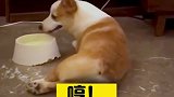 又偷喝马桶水