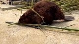 河狸搬动竹子，打算回家装修房子