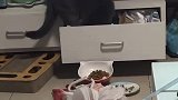 猫：主人我帮你把这抽屉给收拾下！