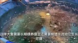 实拍广东特色大鱼脆肉鲩鱼，只用6斤大鱼焖煮，顾客吃鱼都说爽脆