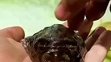 河豚鼓气后，用针扎会不会漏气