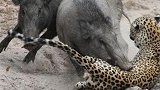 猎豹偷袭野猪幼崽惨遭复仇，镜头拍下霸气的一幕，真的是太猛了！